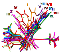 Overlay of the conformations observed in each of the experimentally determined neat forms, showing the diverse molecular shapes available.